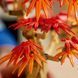 LEGO&reg; Botanicals Бонсай з японського червоного клена Рослинний декор 10348