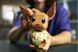 LEGO&reg; Pok&eacute;mon&trade; Іві Набір для конструювання моделі для геймерів 72151