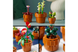 Конструктор LEGO&reg; Icons Миниатюрные растения 10329